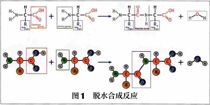 化妆品,化妆品肽类,蛋白类,原料,抗氧化,新陈代谢