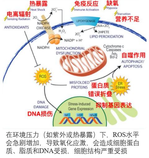 皮肤,抗氧化系统,抗氧化剂,化妆品