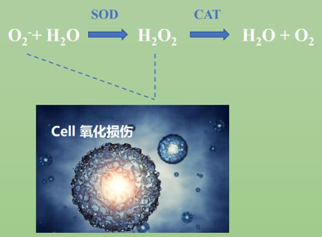 皮肤,抗氧化系统,抗氧化剂,化妆品