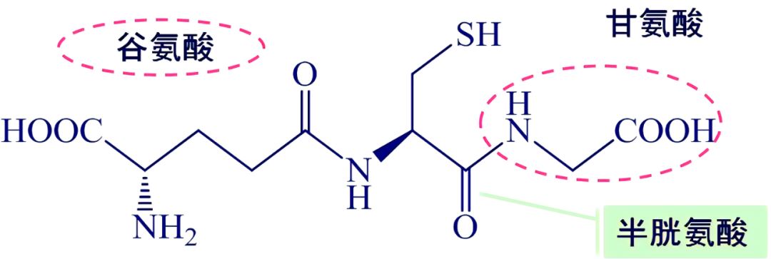 皮肤,抗氧化系统,抗氧化剂,化妆品